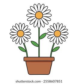 Shasta daisy Flowers in pot  on White backgroun 