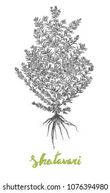 Shatavari or Asparagus racemosus drawing, Ayurvedic popular alternative medicine super food