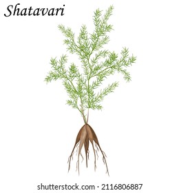 Shatavari (Asparagus racemosus) with root and leaves, vector illustration of medicinal plant.