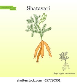 Shatavari (Asparagus racemosus), or shatamull, medicinal plant. Hand drawn botanical vector illustration