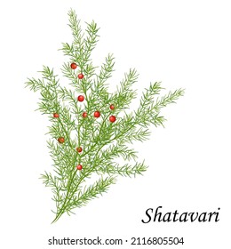 Shatavari (shatamull) with berries and leaves, vector illustration of medicinal plant.