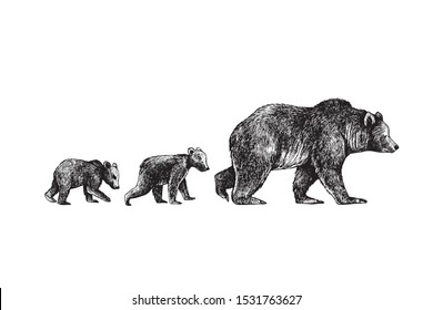 

 She Bear  and her cubs.Hand drawn vector illustration. Vintage image of wildlife.