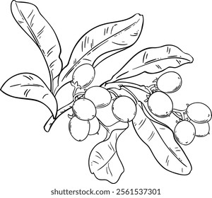 Shea Branch with Nuts Outline Illustration.