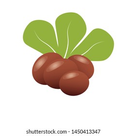 Shea butter. Shea nuts with green leaves svg