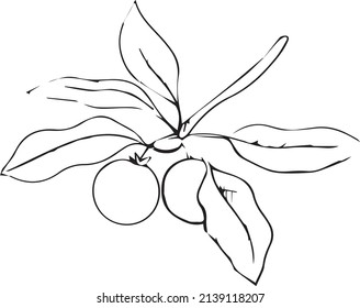 
Shea Butter Vector Art Icons and Graphics for Free Download