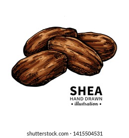 Shea butter vector drawing. Isolated vintage  illustration of nuts. Organic essential oil sketch. Beauty and spa, cosmetic ingredient. Great for label, poster, flyer, packaging design.
