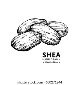 Shea butter vector drawing. Isolated vintage  illustration of nuts. Organic essential oil engraved style sketch. Beauty and spa, cosmetic ingredient. Great for label, poster, flyer, packaging design.