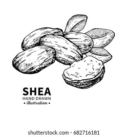 Shea butter vector drawing. Isolated vintage  illustration of nuts, butter and leaves. Organic  oil engraved style sketch. Beauty and spa, cosmetic ingredient. Great for label, packaging design.