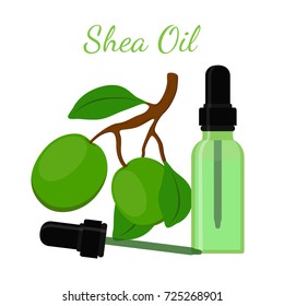 Shea cosmetics organic plant, oil in bottle. Nut tree. Cosmetic ingredient. Made in cartoon flat style. Vector illustration