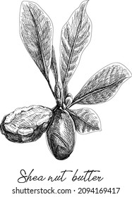 Shea nut butter. Shi tree , shea butter, vector illustration, cosmetics. svg
