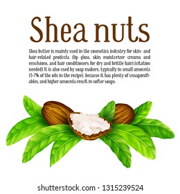 Shea nuts and butter with leaves in vector. Vector shea nuts with shea butter and green leaves with a square text frame isolated on a white.