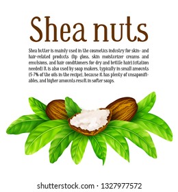 Shea nuts and butter with leaves in vector. Vector shea nuts with shea butter and green leaves with a square text frame isolated on a white.