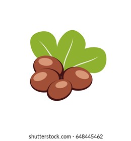 Shea nuts with green leaves vector illustration.