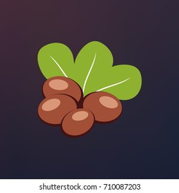 Shea nuts with green leaves vector illustration.