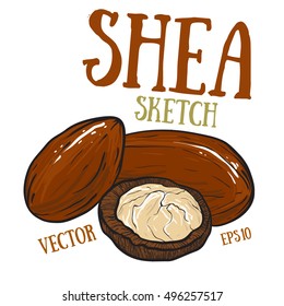  Shea nuts isolated on white background. Treatment, care, food ingredient. 