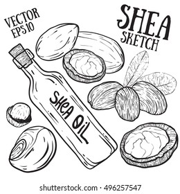  Shea nuts isolated on white background. Treatment, care, food ingredient. 