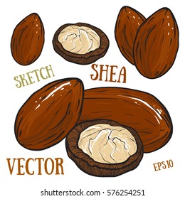  Shea nuts isolated on white background. Treatment, care, food ingredient. 