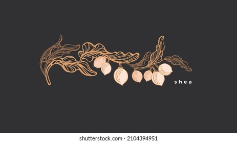 Shea nuts label. Vector golden branch, texture leaves, oil. Graphic vintage illustration isolated on black background. Organic cosmetic for skin beauty and spa svg