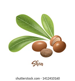 Shea nuts and leaves. shi tree pods whole and peeled. Vitellaria paradoxa. Card template copy space. Oilplant for cooking, cosmetics, aromatherapy, perfume, food, healthcare, ointments, oil prints svg