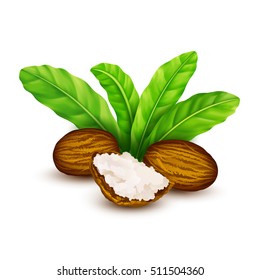 Shea nuts with leaves in vector.
Vector shea nuts with shea butter and green leaves. svg