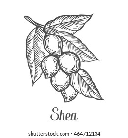 Shea nuts plant, berry, fruit natural organic butter ingredient. Hand drawn vector sketch engraved illustration. Black Shea nuts isolated on white background. Treatment, care, food ingredient svg