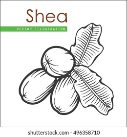 Shea Nuts Plant, Berry, Fruit Natural Organic Butter Ingredient. Hand Drawn Vector Sketch Engraved Illustration. Black Shea Nuts Isolated On White Background. Treatment, Care, Food Ingredient 