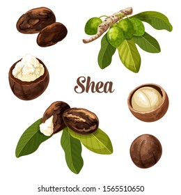 Shea nuts, vector realistic illustration. Shea butter tree nuts or seeds with leaf, karite cosmetic skin care and food products package design element svg