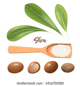 Shea nuts whole and cracked. Leaves and shea butter on wooden spoon. Shi tree pods, karite. Vitellaria paradoxa. Card template, copy space. for cosmetics, aromatherapy, perfume, healthcare, ointment svg