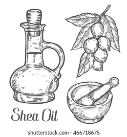 Shea Oil Bottle Nuts Plant, Berry, Fruit Natural Organic Butter Ingredient. Hand Drawn Vector Sketch Engraved Illustration. Black Shea Nuts Isolated On White. Treatment, Care, Food Ingredient