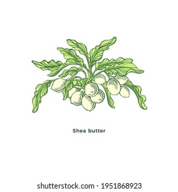 Shea plant. Vector karite branch, green leaves, healthy nuts with butter. Hand drawn engraving fresh symbol for bio cosmetic. Graphic illustration isolated on white background