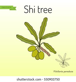 Shea or shi tree, or vitellaria paradoxa. Hand drawn botanical vector illustration svg