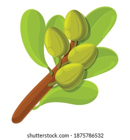 Shea tree branch icon. Cartoon of shea tree branch vector icon for web design isolated on white background