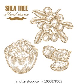 Shea tree branch, nuts and butter isolated on white. Hand drawn vector illustration engraved. Medical plants collection.