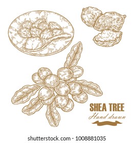 Shea tree branch, nuts and butter isolated on white. Hand drawn vector illustration engraved. Medical plants collection.