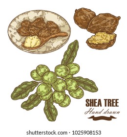 Shea tree branch, nuts and shea butter isolated on white. Hand drawn vector illustration. Medical plants.