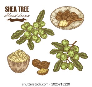 Shea tree branch, nuts and shea butter isolated on white. Hand drawn vector illustration. Medical plants.
