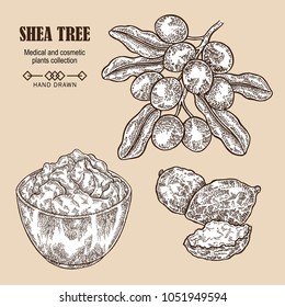 Shea tree branch, nuts and shea butter in sketch style. Hand drawn vector illustration. Medical plants set.