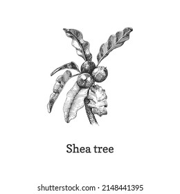 Shea tree branch with nuts, sketch in vector, design element. Botanical drawing in engraving style. Hand drawn illustration of  cosmetic and organic culinary plant.