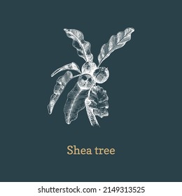 Shea tree branch with nuts, sketch in vector, design element. Botanical drawing in engraving style. Hand drawn illustration of  cosmetic and organic culinary plant.