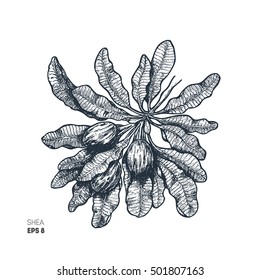 Shea Tree Illustration. Engraved Illustration. Karite Botanical Vector Illustration.