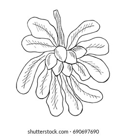 Shea tree nuts plant, berry, fruit natural organic butter ingredient. Hand drawn ink sketch illustration. Treatment, cosmetics, food ingredient. Isolated.