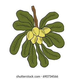 Shea tree nuts plant, berry, fruit natural organic butter ingredient. Hand drawn ink sketch illustration. Treatment, cosmetics, food ingredient. Isolated.