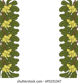 Shea tree nuts plant, berry, fruit natural organic butter ingredient. Hand drawn ink sketch illustration. Treatment, cosmetics, food ingredient. Isolated. Decorative border,  frame.