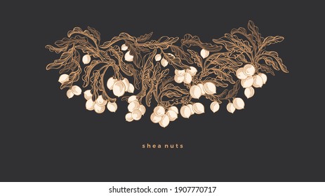 Shea tree pattern. Vector hand drawn branch, botany leaves, engraved nuts. Art sketch illustration, vintage golden symbol. Natural butter, organic cosmetic, oil for beauty skin