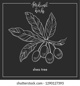 Shea tree seeds medical herb sketch botanical design icon for medicinal herb or phytotherapy herbal tea infusion package. Vector isolated shea plant symbol for herbal natural medicine