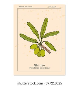 Shea tree, shi tree, or vitellaria paradoxa. Hand drawn botanical vector illustration svg