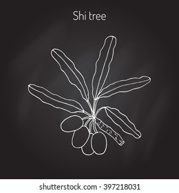 Shea tree, shi tree, or vitellaria paradoxa. Hand drawn botanical vector illustration svg