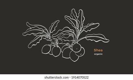 Shea Tree. Vector Art Line Branch, Nuts, Sketch Leaves. Nature Botanical Illustration Isolated On Black Background. Natural Food, Organic Butter, Tropical Plant