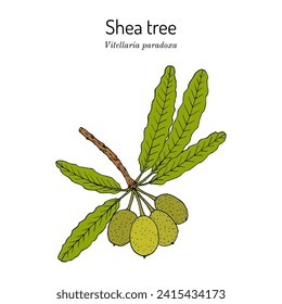 Shea tree, or vitellaria paradoxa, edible and medicinal plant. Hand drawn botanical vector illustration svg
