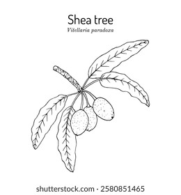 Shea tree (vitellaria paradoxa), edible and medicinal plant. Hand drawn botanical vector illustration